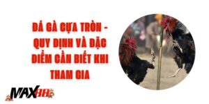 Đá Gà Cựa Tròn